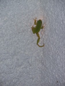 Frog_on_wall