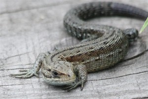 Lizard