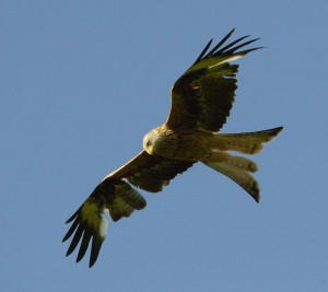 red-kite